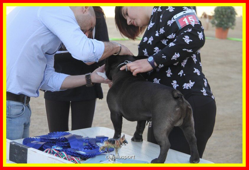 180311 mostra_canina 118.jpg